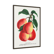 Vermont Beauty pear lithograph. Digitally enhanced from our own original 1900 edition plates of Botanical Specimen published by Rochester Lithographing