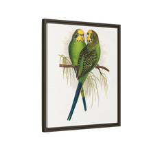 Budgerigar (Melopsittacus undulatus) colored wood-engraved plate by Alexander Francis Lydon