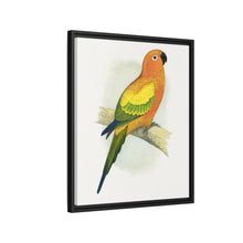 Sun Parrakeet (Aratinga solstitialis) colored wood-engraved plate by Alexander Francis Lydon