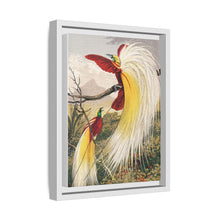 Birds of Paradise: Vintage Natural History Art by Benjamin Fawcett (1808 - 1893)