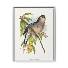 Bourke's Parrakeet (Neopsephotus bourkii) colored wood-engraved plate by Alexander Francis Lydon. - NOMADEN ART GALLERY