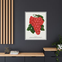 Vergennes grape lithograph. Digitally enhanced from our own original 1900 edition plates of Botanical Specimen published by Rochester Lithographing