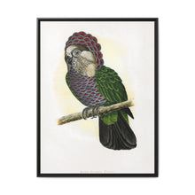 Hawk-Headed Parrot (Deroptyus accipitrinus) colored wood-engraved plate by Alexander Francis Lydon. - NOMADEN ART GALLERY
