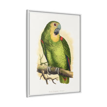Blue-Fronted Amazon (Amazona aestiva) colored wood-engraved plate by Alexander Francis Lydon
