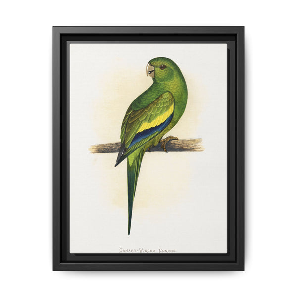 Canary-Winged Conure ( Brotogeris versicolurus) colored wood-engraved plate by Alexander Francis Lydon - NOMADEN ART GALLERY