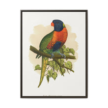 Blue Mountain Lory (Trichoglossus moluccanus) colored wood-engraved plate by Alexander Francis Lydon. - NOMADEN ART GALLERY