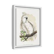Placa xilográfica coloreada de la cacatúa de cresta blanca (Cacatua alba) de Alexander Francis Lydon
