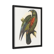 Mountain Parrot (Nestor notabilis) colored wood-engraved plate by Alexander Francis Lydon
