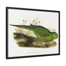 Green Ground Parrot (Pezoporus wallicus) colored wood-engraved plate by Alexander Francis Lydon