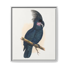 Great Black Cockatoo (Probosciger aterrimus) colored wood-engraved plate by Alexander Francis Lydon - NOMADEN ART GALLERY