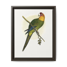 Carolina Parrot (Conuropsis carolinensis) colored wood-engraved plate by Alexander Francis Lydon. - NOMADEN ART GALLERY
