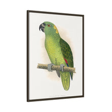 Lydon's Yellow-Naped Amazon | Vintage Parrot Wall Art Print