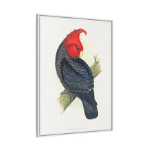 Gang-Gang Cockatoo (Callocephalon fimbriatum) colored wood-engraved plate by Alexander Francis Lydon
