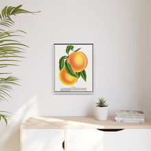 Champion plum lithograph from Botanical Specimen published by Rochester Lithographing