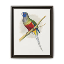 Blue Bonnet Parrakeet (Northiella haematogaster) colored wood-engraved plate by Alexander Francis Lydon. - NOMADEN ART GALLERY