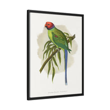 Blossom-Headed Parrakeet (Psittacula roseata) colored wood-engraved plate by Alexander Francis Lydon.