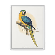 Blue and Yellow Macaw (Ara ararauna) colored wood-engraved plate by Alexander Francis Lydon - NOMADEN ART GALLERY