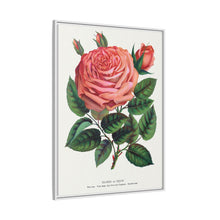 Pink rose, Glorie de Dijon lithograph. Digitally enhanced from our own original 1900 edition plates of Botanical Specimen published by Rochester Lithographing