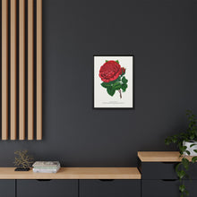 Red rose, American Beauty lithograph. Digitally enhanced from our own original 1900 edition plates of Botanical Specimen published by Rochester Lithographing