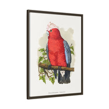 Rose-Breasted Cockatoo (Eolophus roseicapillus) colored wood-engraved plate by Alexander Francis Lydon.