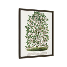 Hardy Magnolia tree lithograph. Digitally enhanced from our own original 1900 edition plates of Botanical Specimen published by Rochester Lithographing