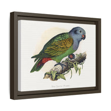 Red-Vented Parrot (Amazona martinicana) colored wood-engraved plate by Alexander Francis Lydon