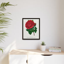 Red rose, American Beauty lithograph. Digitally enhanced from our own original 1900 edition plates of Botanical Specimen published by Rochester Lithographing