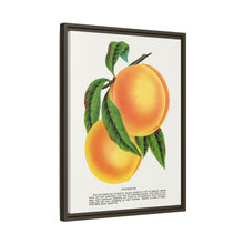 Champion plum lithograph from Botanical Specimen published by Rochester Lithographing