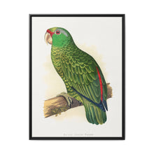 Many-Coloured Parrakeet (Psephotellus varius) colored wood-engraved plate by Alexander Francis Lydon - NOMADEN ART GALLERY