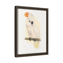 Great Salmon-Crested Cockatoo (CACATUA MOLUCCENSIS) colored wood-engraved plate by Alexander Francis Lydon.