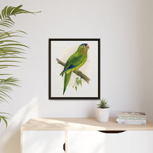 Petz's Conure (Aratinga canicularis) colored wood-engraved plate by Alexander Francis Lydon