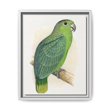 Mealy Amazon (Amazona farinosa) colored wood-engraved plate by Alexander Francis Lydon - NOMADEN ART GALLERY