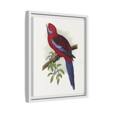 Pennant-Sittich (Platycercus elegans) farbige Holzstichplatte von Alexander Francis Lydon