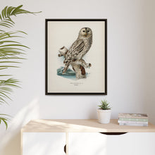 Strix uralensis ♀ illustrated by the von Wright brothers from our own 1929 folio version of Svenska Fåglar Efter Naturen Och Pa Sten Ritade - NOMADEN ART GALLERY