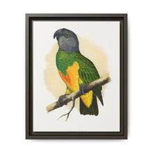 Senegal Parrot (Poicephalus senegalus) colored wood-engraved plate by Alexander Francis Lydon. - NOMADEN ART GALLERY