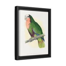 Red-Throated White-Fronted Amazon (Amazona leucocephala) colored wood-engraved plate by Alexander Francis Lydon. - NOMADEN ART GALLERY