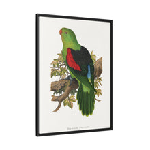 Red-winged parakeet (Aprosmictus erythropterus) colored wood-engraved plate by Alexander Francis Lydon