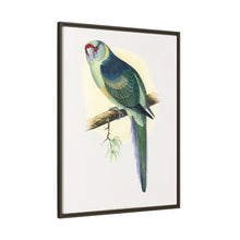 Barnard's Parrakeet (Barnardius barnardi) colored wood-engraved plate by Alexander Francis Lydon