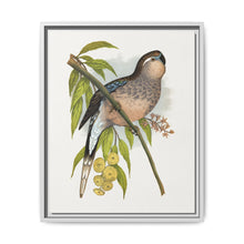 Bourke's Parrakeet (Neopsephotus bourkii) colored wood-engraved plate by Alexander Francis Lydon. - NOMADEN ART GALLERY
