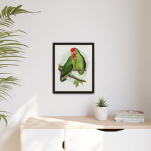 Rosy-Faced Love-Bird (Agapornis roseicollis) colored wood-engraved plate by Alexander Francis Lydon.
