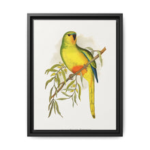 Orange-Bellied Parrakeet (Neophema chrysogaster) colored wood-engraved plate by Alexander Francis Lydon. - NOMADEN ART GALLERY