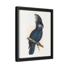 Great Black Cockatoo (Probosciger aterrimus) colored wood-engraved plate by Alexander Francis Lydon - NOMADEN ART GALLERY