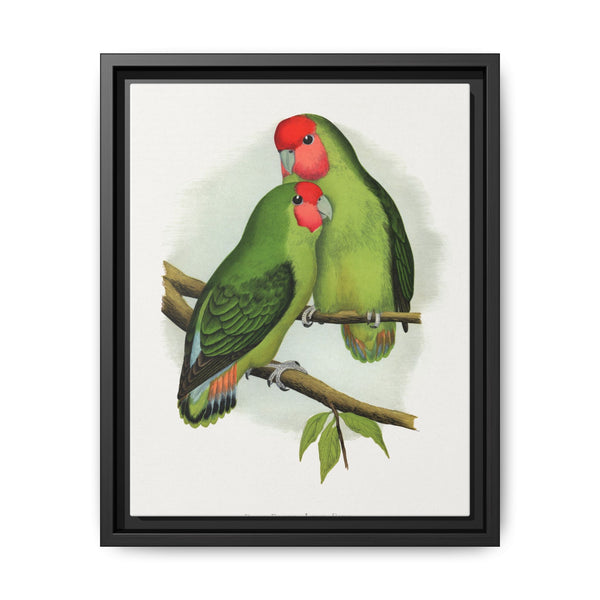 Rosy-Faced Love-Bird (Agapornis roseicollis) colored wood-engraved plate by Alexander Francis Lydon. - NOMADEN ART GALLERY