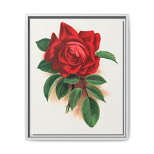 Red rose, Alfred Colomb lithograph. Digitally enhanced from our own original 1900 edition plates of Botanical Specimen published by Rochester Lithographing - NOMADEN ART GALLERY