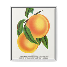 Champion plum lithograph from Botanical Specimen published by Rochester Lithographing - NOMADEN ART GALLERY