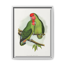 Rosy-Faced Love-Bird (Agapornis roseicollis) colored wood-engraved plate by Alexander Francis Lydon. - NOMADEN ART GALLERY