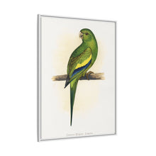 Canary-Winged Conure ( Brotogeris versicolurus) colored wood-engraved plate by Alexander Francis Lydon