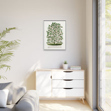 Hardy Magnolia tree lithograph. Digitally enhanced from our own original 1900 edition plates of Botanical Specimen published by Rochester Lithographing