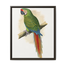 Military Macaw (Ara militaris) colored wood-engraved plate by Alexander Francis Lydon - NOMADEN ART GALLERY