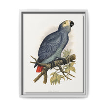 Grey Parrot (Psittacus erithacus) colored wood-engraved plate by Alexander Francis Lydon. - NOMADEN ART GALLERY